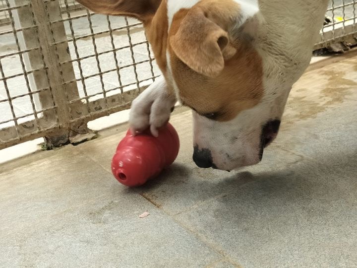 Foto 3 dell'animale