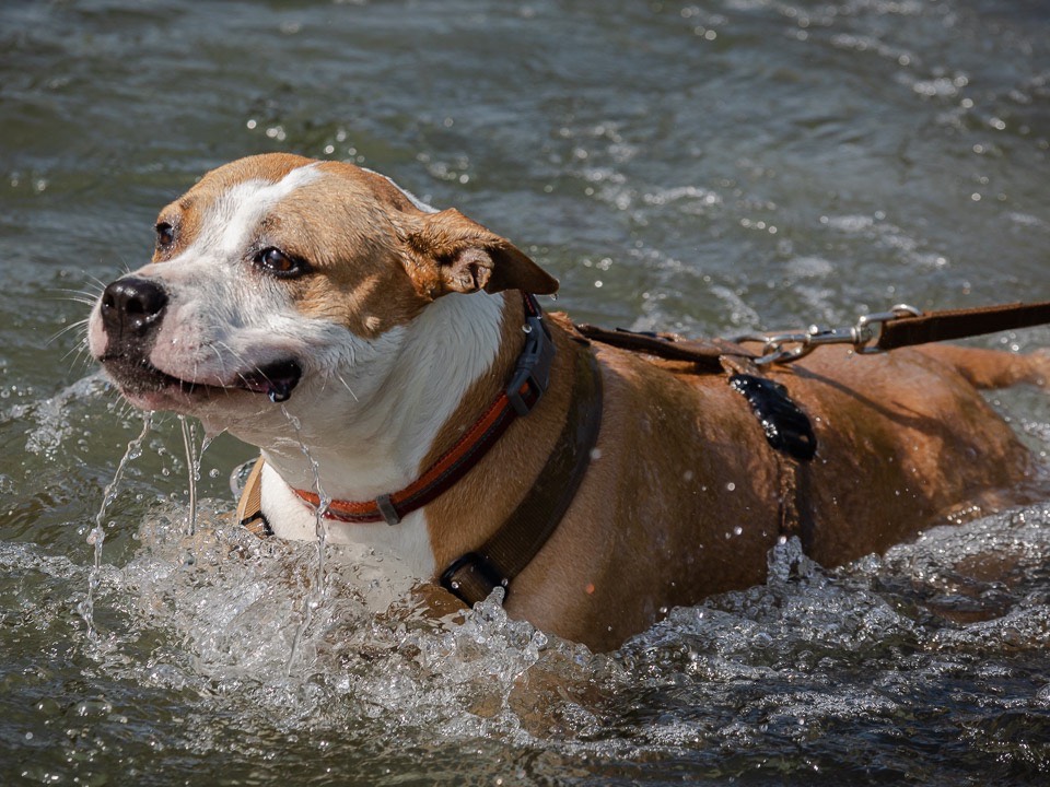 Vuoi adottare un cane a Bergamo?