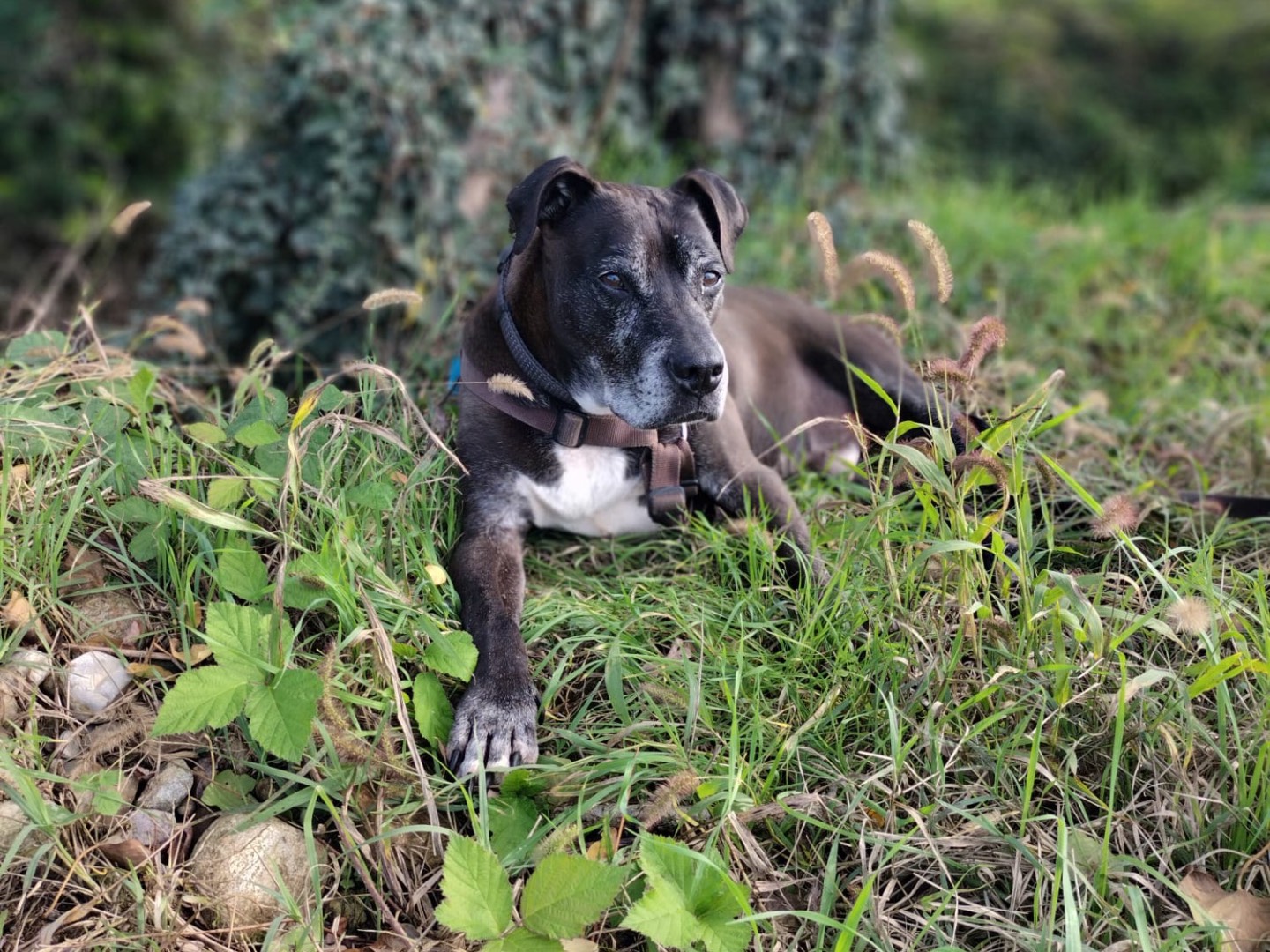 Foto dell'animale