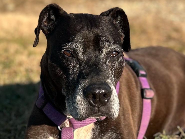 Adotta un cane, maschio, 11 anni  e 8 mesi , Bergamo