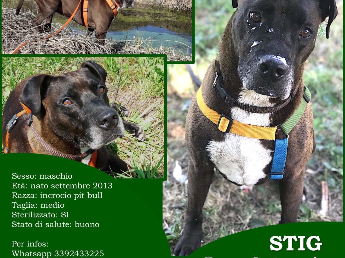 Adotta il cane STIG a Bergamo