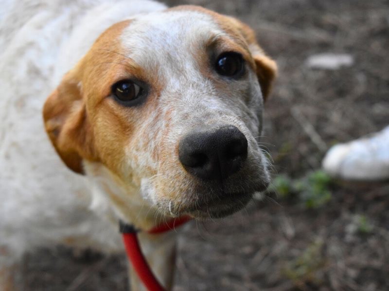 Adotta un cane, taglia media, maschio, Roma