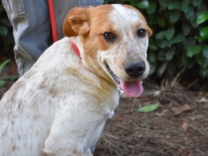 Adotta il cane Zoilo a Roma
