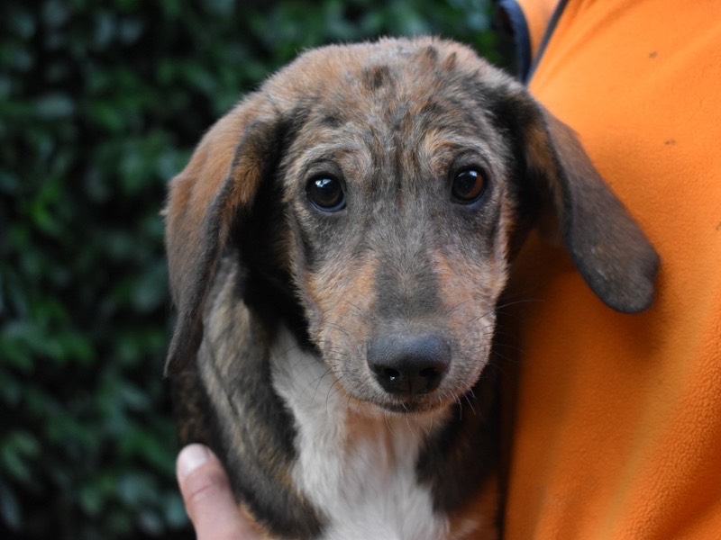 Adozione cane, femmina, Razza sconosciuta Razza sconosciuta, 1 anno e 1 mese, taglia media, Roma