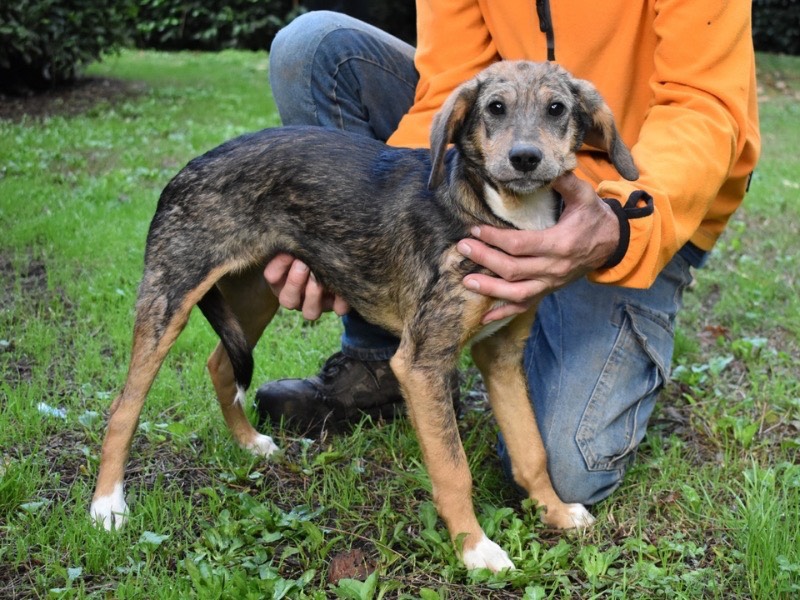 Adotta un cane, femmina, 1 anno e 1 mese, Roma