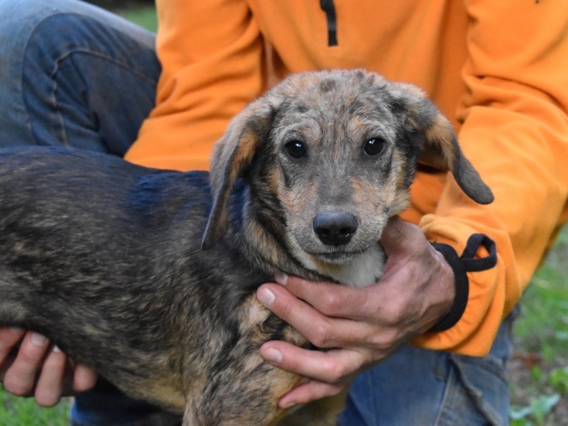 Vuoi adottare un cane a Roma?