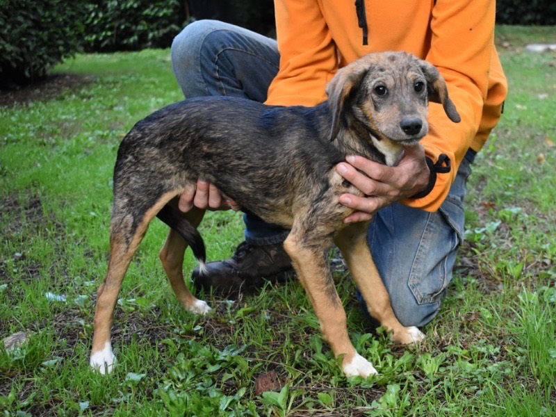 Adotta il cane Johanne a Roma