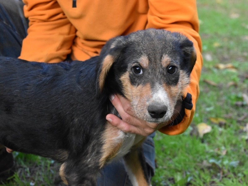 Adotta un cane, maschio, 9 mesi, Roma