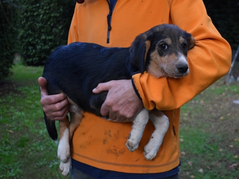 Adotta un cane, taglia media, maschio, Roma