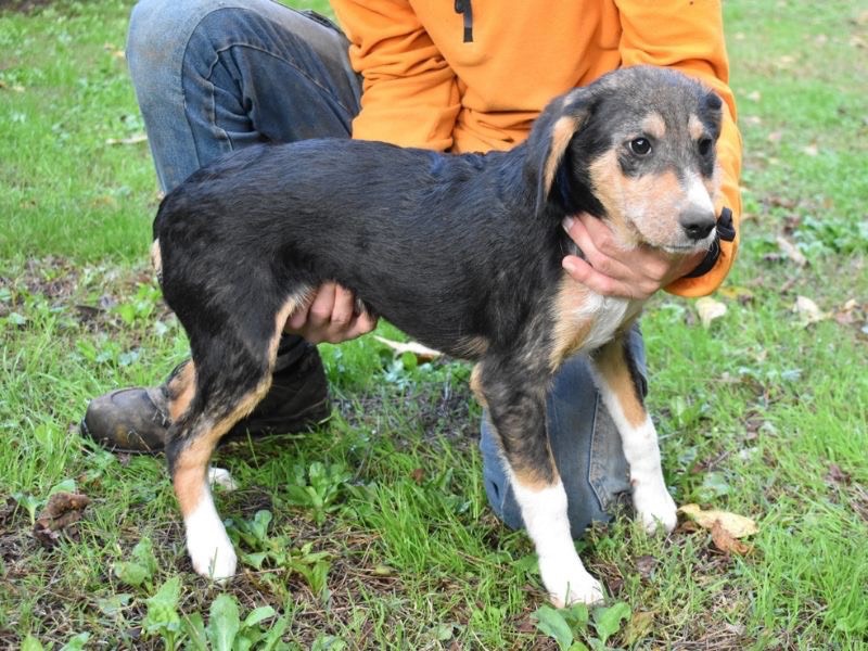 Adotta il cane Jendon a Roma