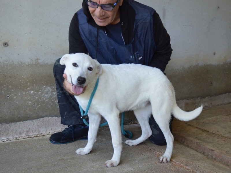 Adotta un cane, femmina, 1 anno e 2 mesi , Roma