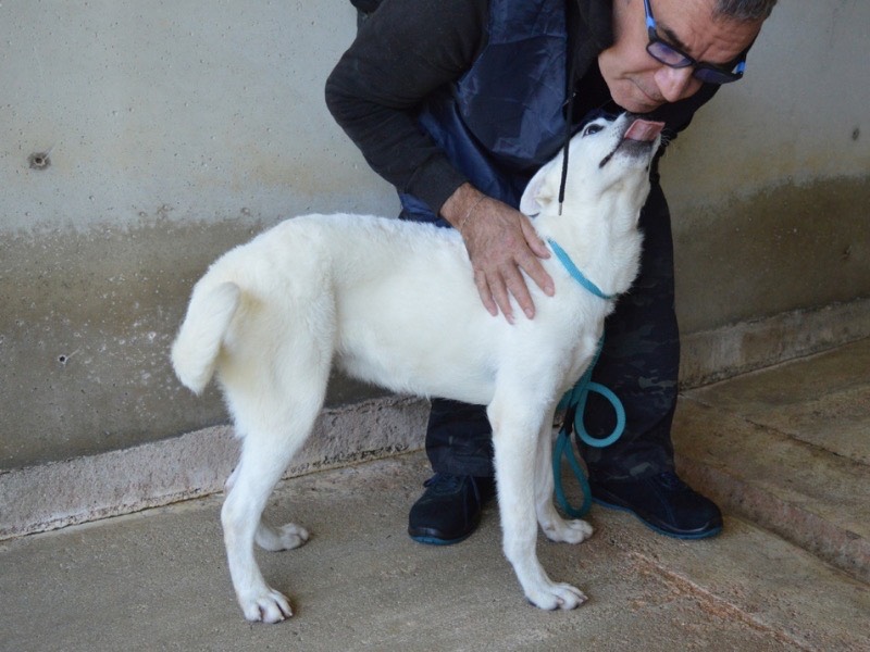 Adotta un cane, taglia media, femmina, Roma