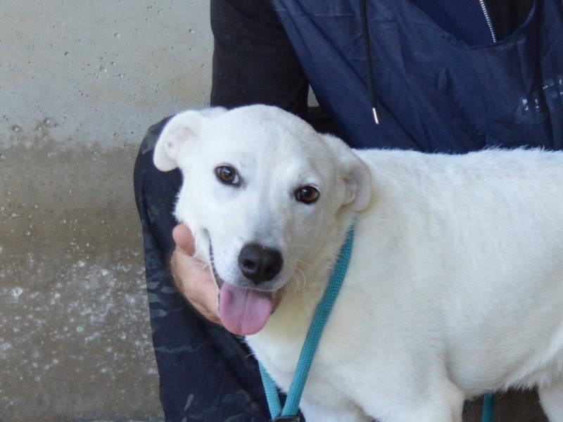 Vuoi adottare un cane a Roma?