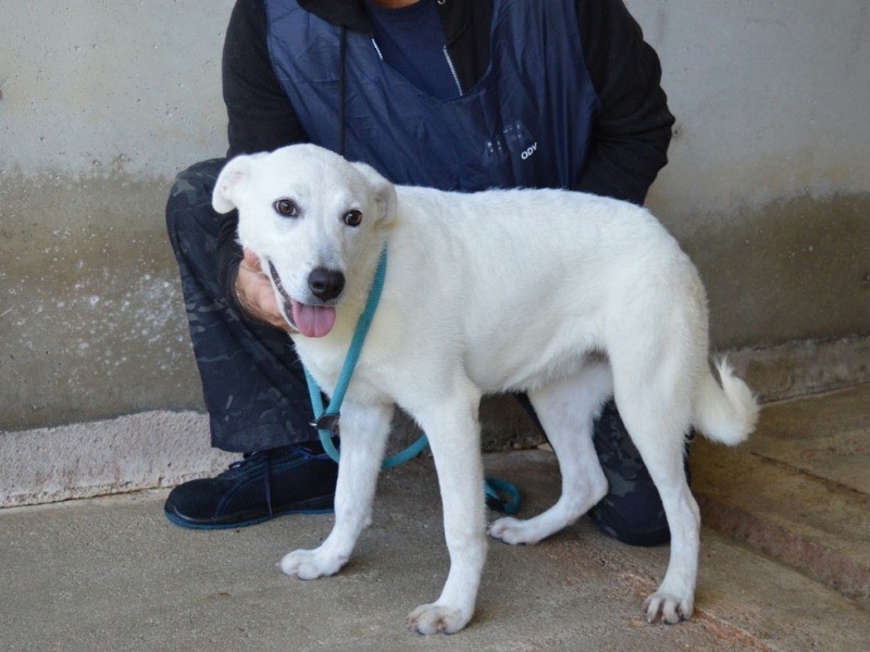 Adotta il cane Dafnielle  a Roma