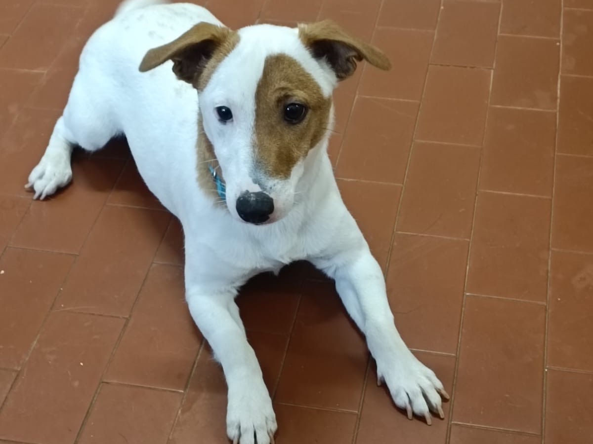 Adozione cane, maschio, Jack Russell Terrier Razza sconosciuta, 11 mesi, taglia piccola, Bergamo