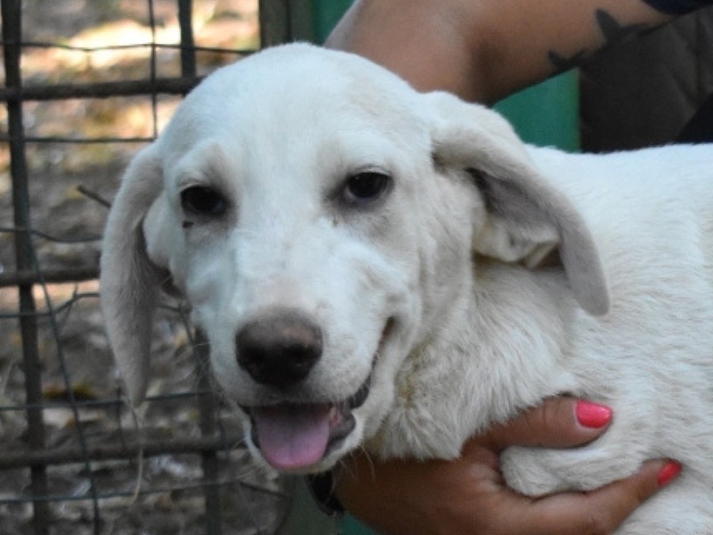 Foto dell'animale
