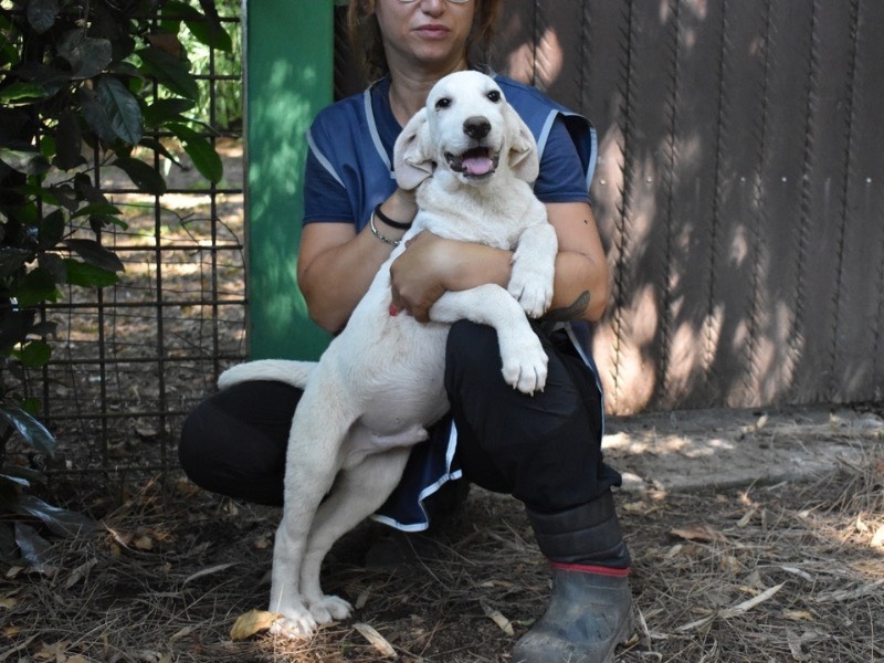 Adotta un cane, maschio, 1 anno e 2 mesi , Roma