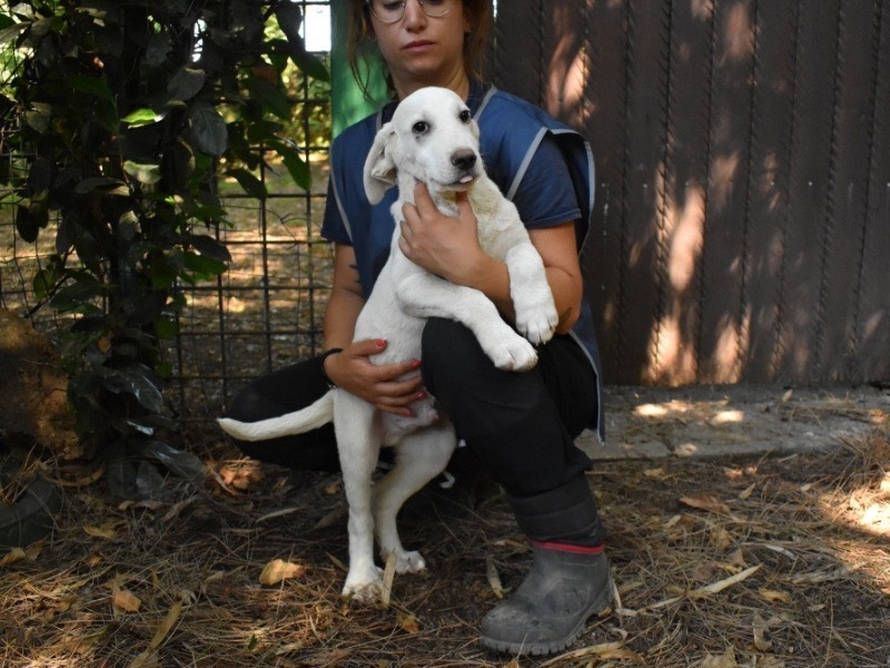 Adotta un cane, taglia grande, maschio, Roma