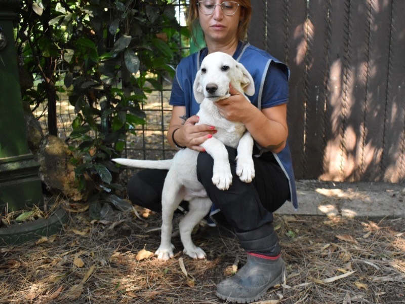 Vuoi adottare un cane a Roma?