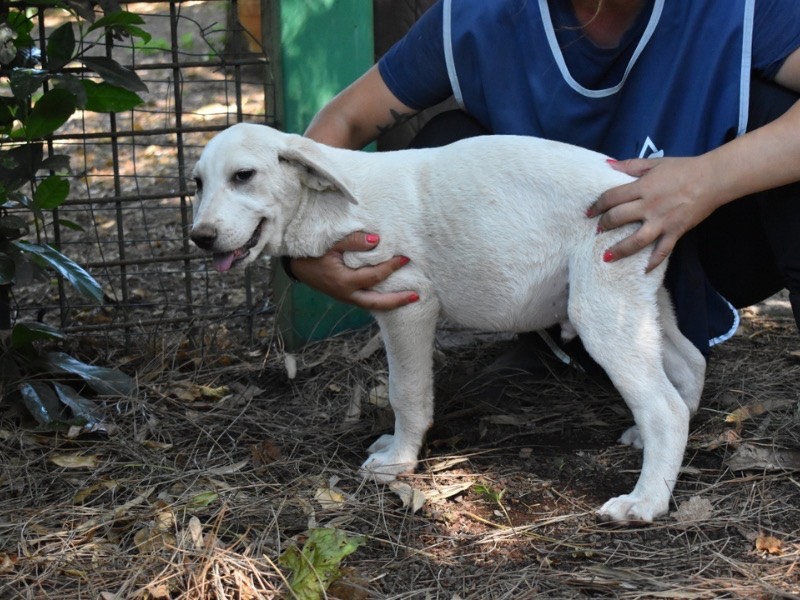 Adotta il cane Scoutie  a Roma
