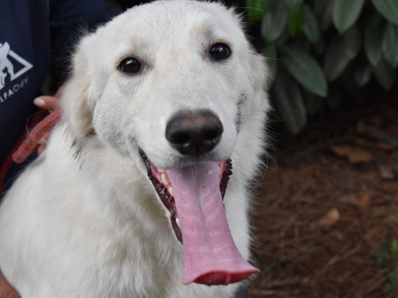 Adotta un cane, femmina, 10 mesi, Roma