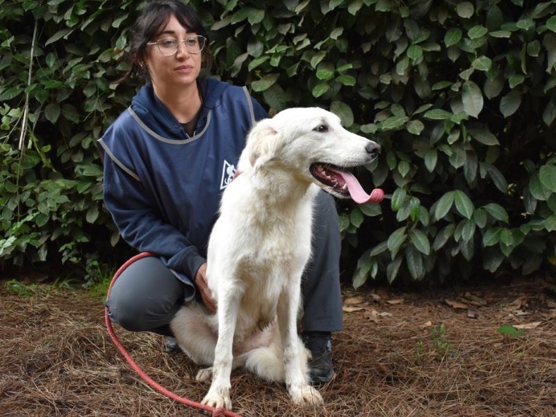 Adotta un cane, taglia media, femmina, Roma