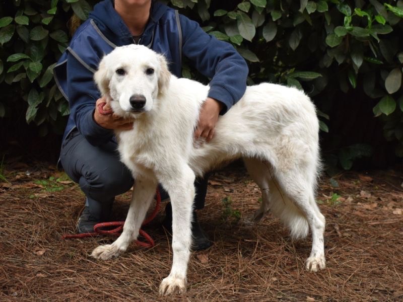 Vuoi adottare un cane a Roma?