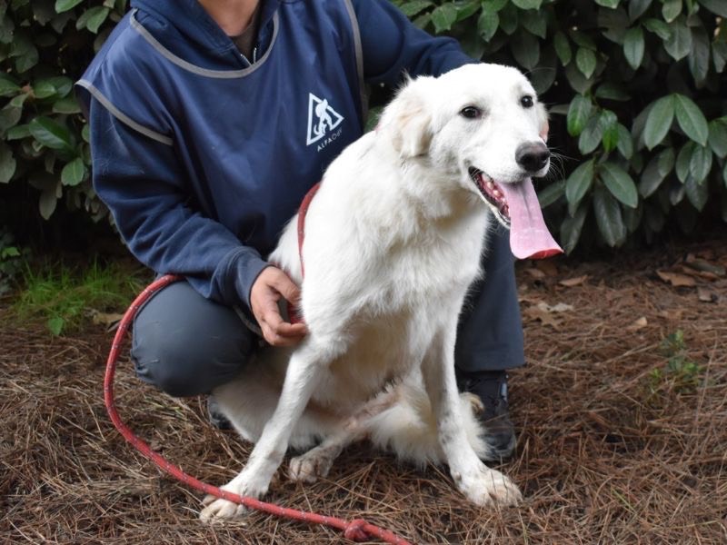Adotta il cane Bizzie  a Roma
