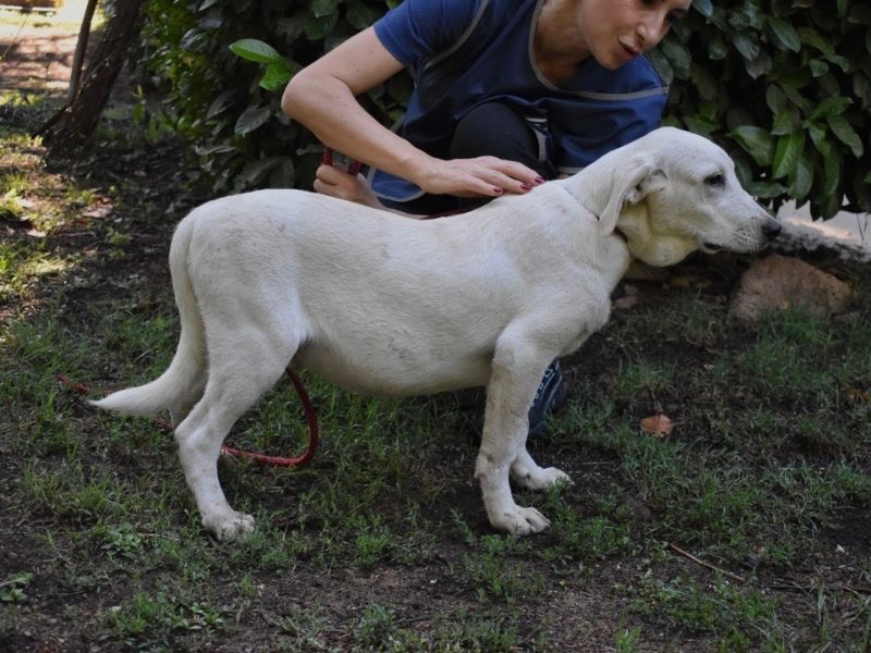 Adotta un cane, maschio, 1 anno e 3 mesi , Roma