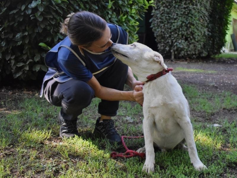 Adotta un cane, taglia media, maschio, Roma