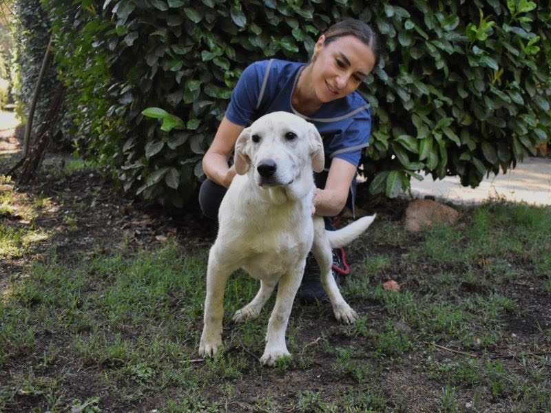 Vuoi adottare un cane a Roma?