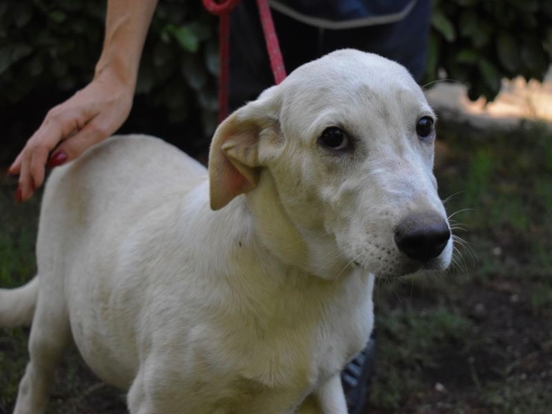 Adotta il cane Shaydon a Roma