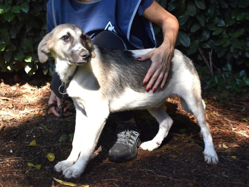 Adotta un cane, maschio, 1 anno, Roma