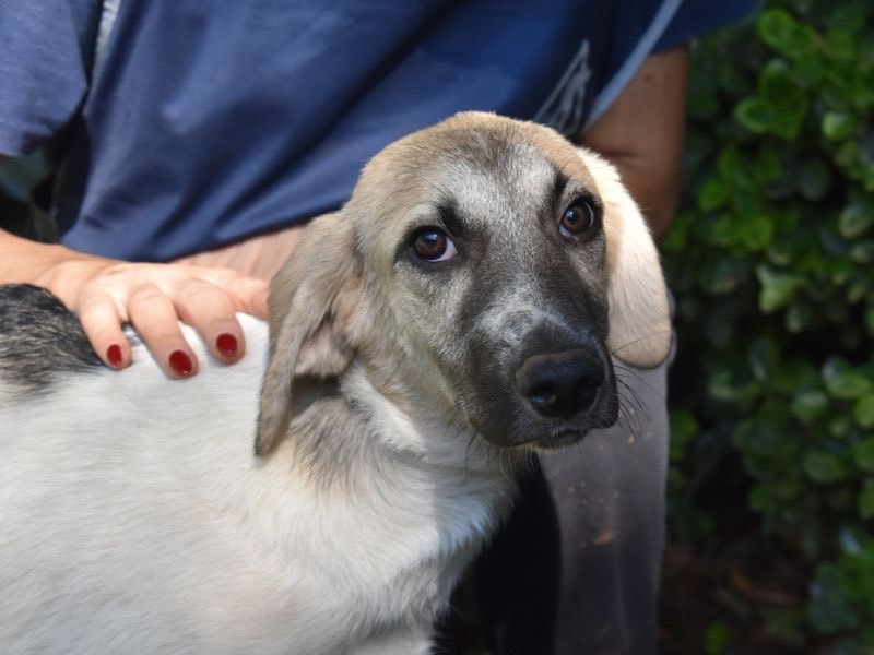 Adotta un cane, taglia media, maschio, Roma