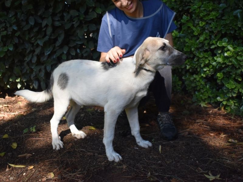 Vuoi adottare un cane a Roma?