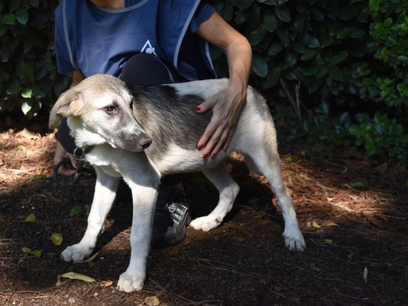 Adotta il cane Skitter a Roma