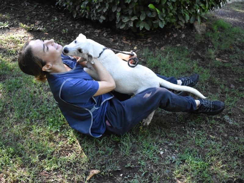 Adotta un cane, maschio, 11 mesi, Roma