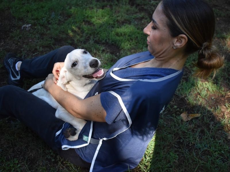 Adotta un cane, taglia media, maschio, Roma