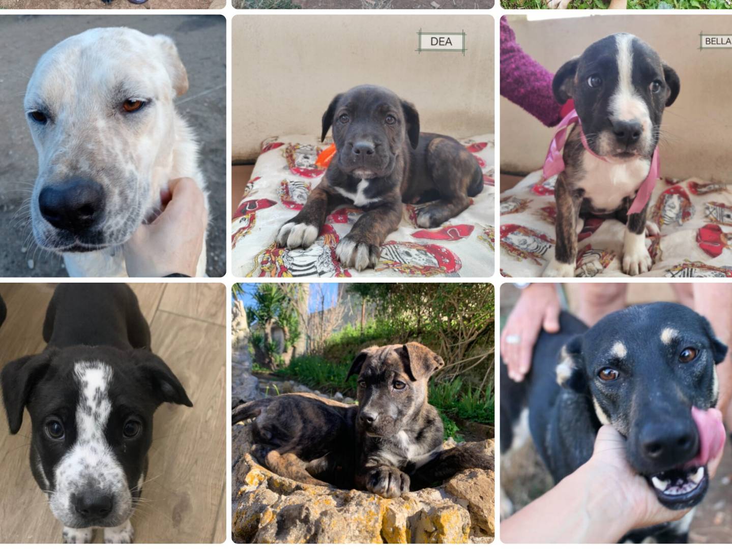 Foto dell'animale