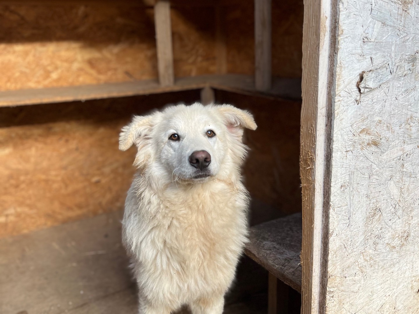 Adozione cane, maschio, Razza sconosciuta Razza sconosciuta, 7 mesi, taglia media, Bergamo