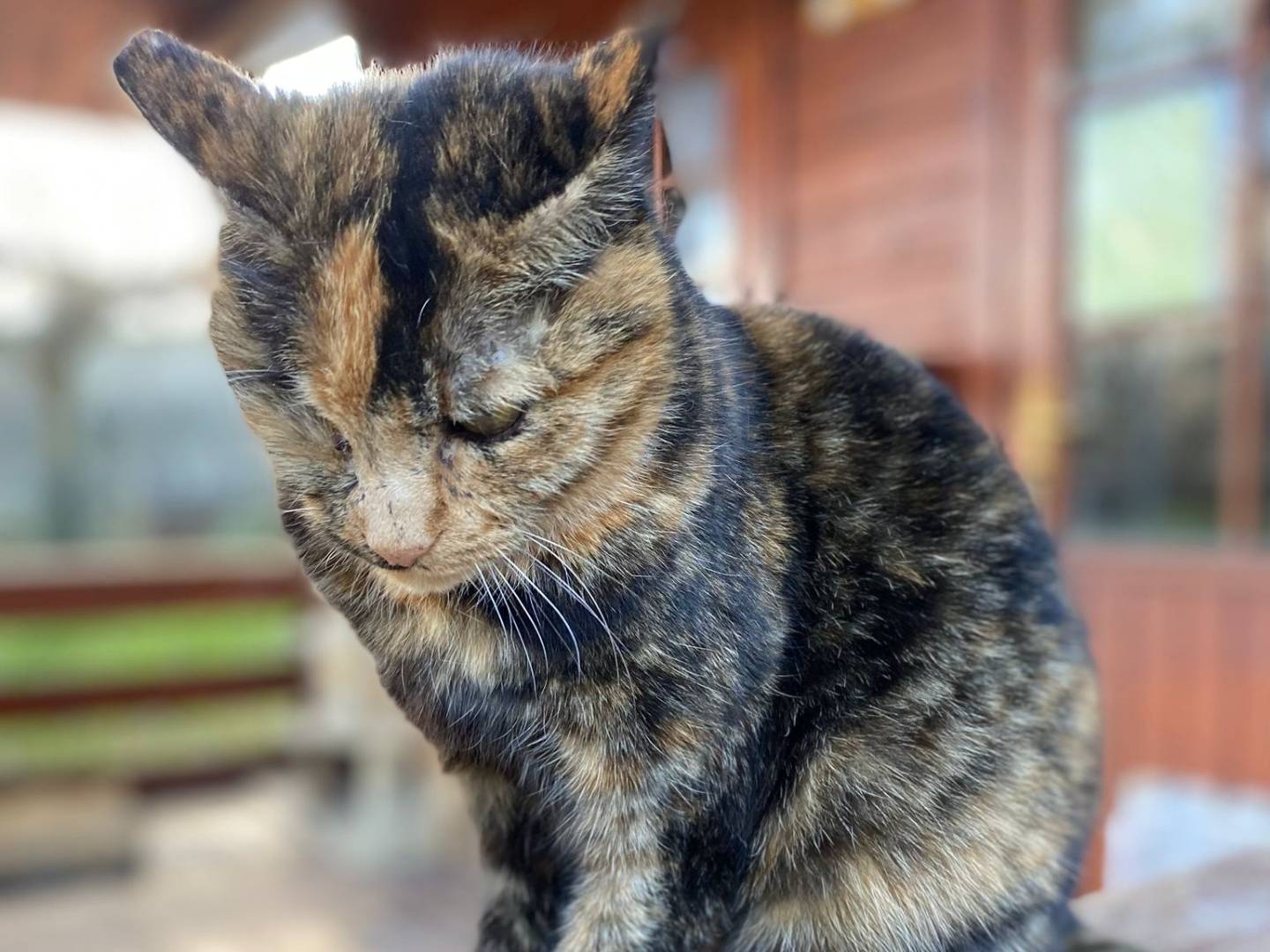 Foto dell'animale