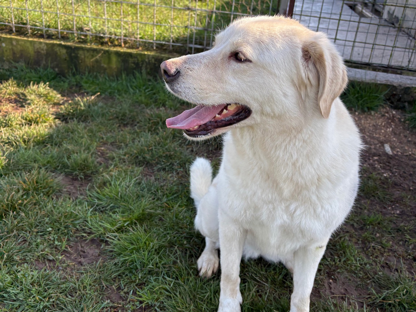 Adotta un cane, femmina, 4 anni  e 7 mesi , Frosinone