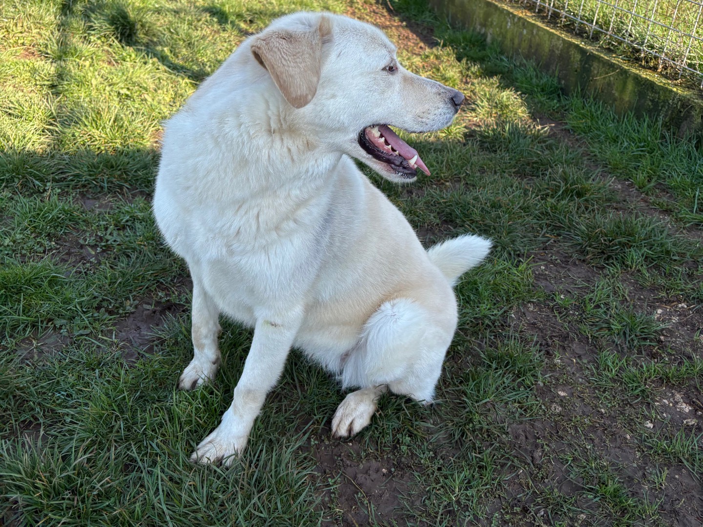 Adotta un cane, taglia grande, femmina, Frosinone