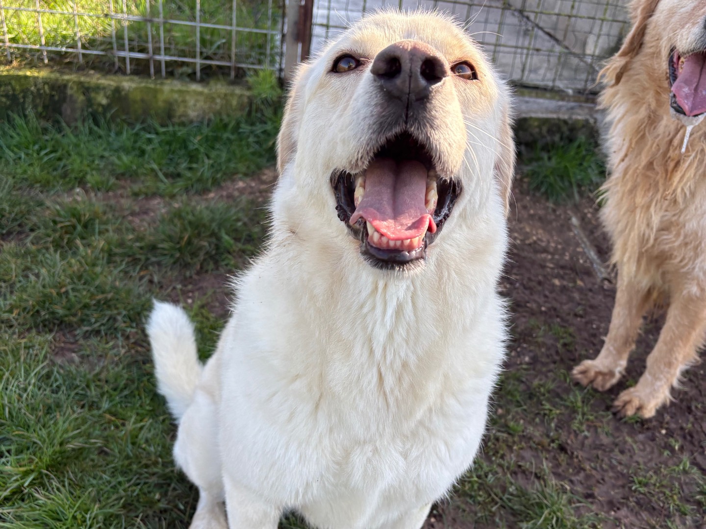 Vuoi adottare un cane a Frosinone?