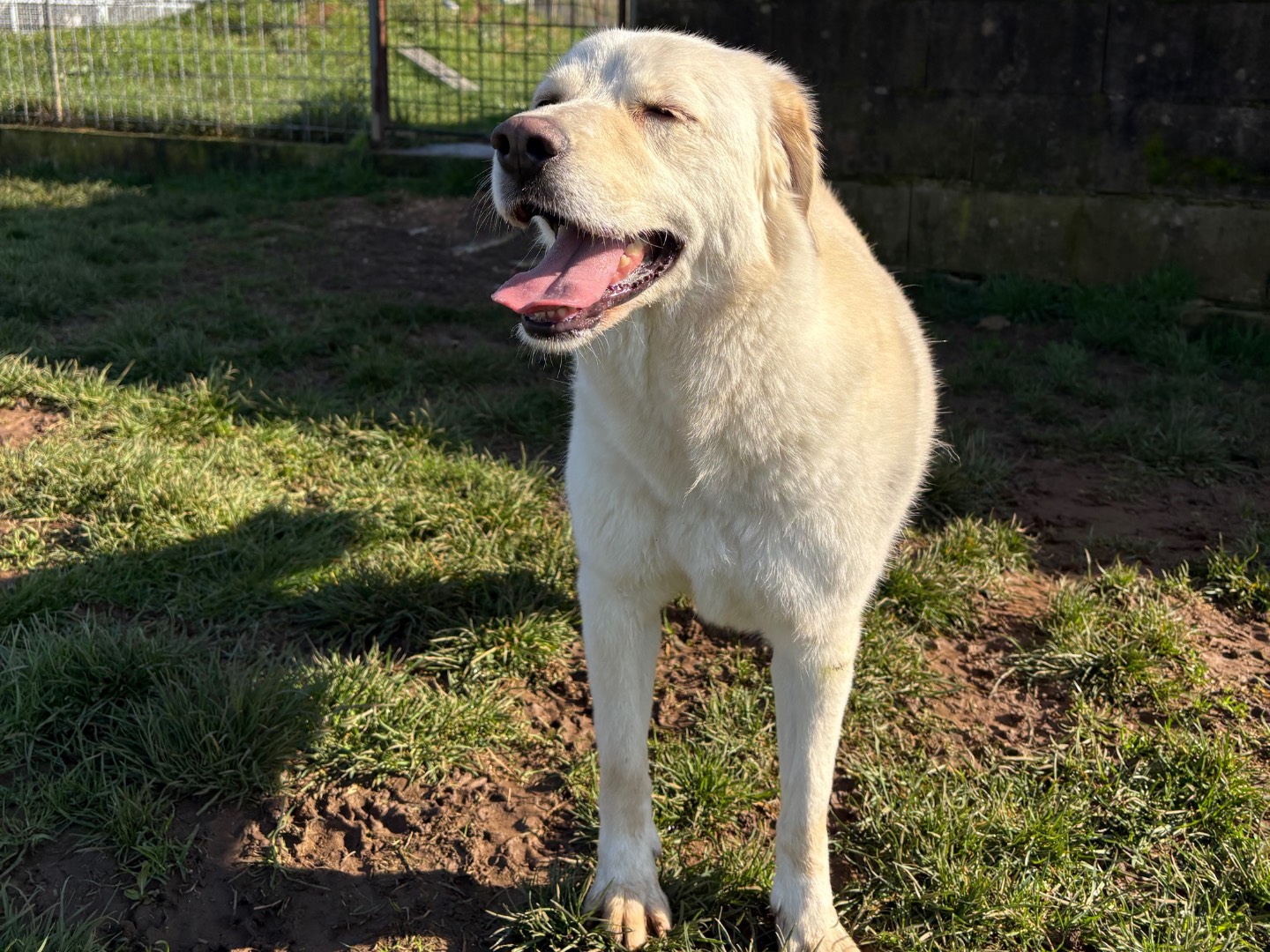 Adotta il cane Lady a Frosinone