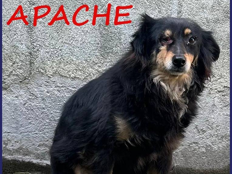 Adozione cane, maschio, Razza sconosciuta Razza sconosciuta, 9 anni  e 1 mese, taglia media, Caserta