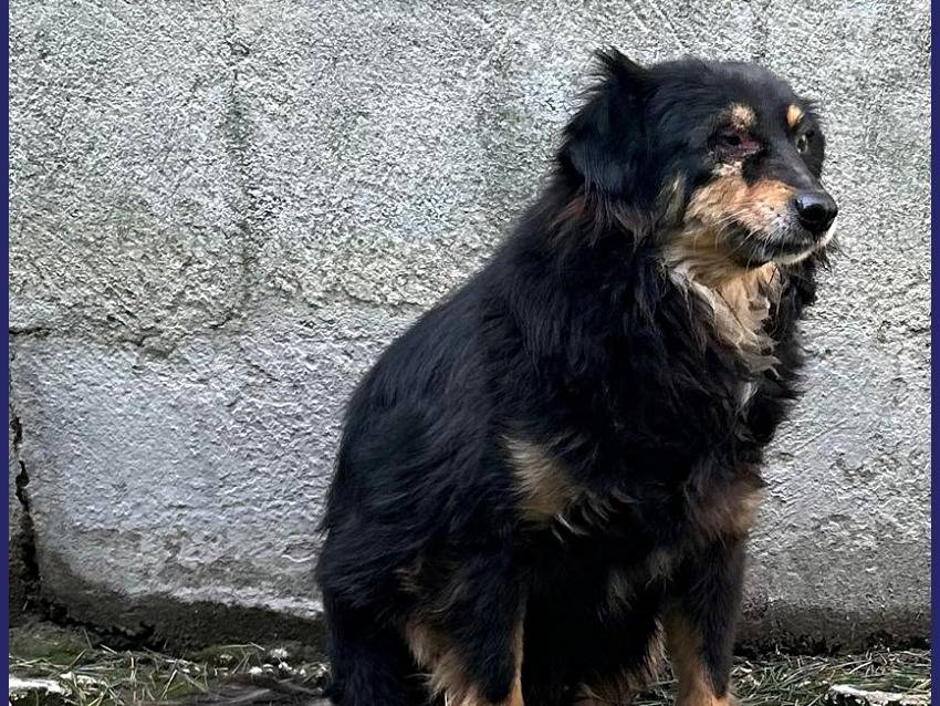 Adotta un cane, maschio, 9 anni  e 3 mesi , Caserta