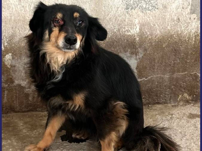 Adotta un cane, taglia media, maschio, Caserta