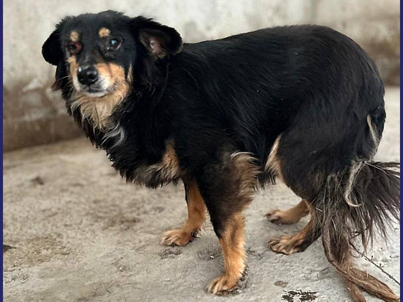 Vuoi adottare un cane a Caserta?