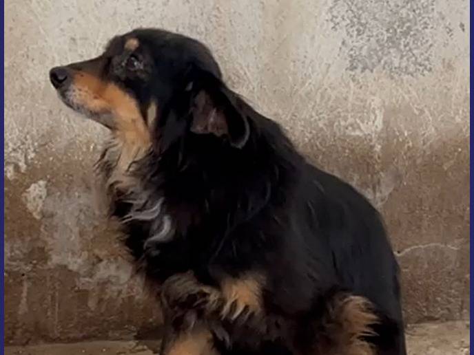 Adotta il cane APACHE a Caserta